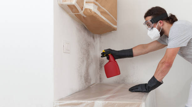 Professional Mold Removal technician working in Bozman, MD