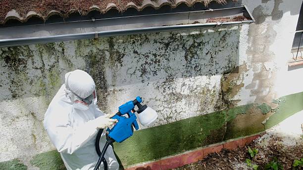 Top rated local Mold Removal specialists in Bozman, MD